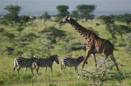 kenya14.jpg