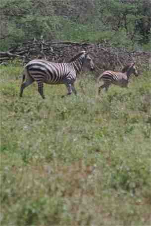 kenya21.jpg